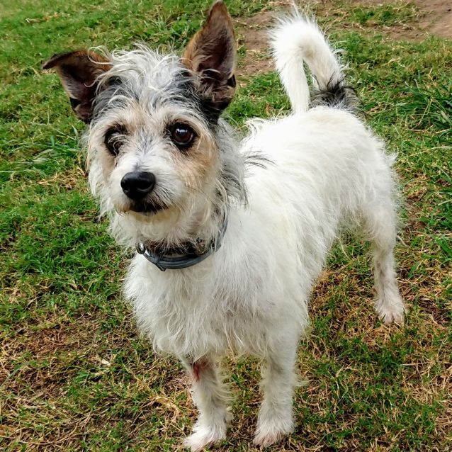 rescue wire haired fox terrier