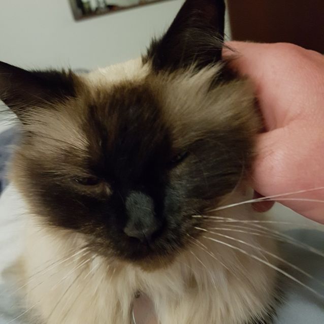 Bindi Female Ragdoll Mix Cat In Wa Petrescue Bindi Female Ragdoll Mix Cat In Wa Petrescue