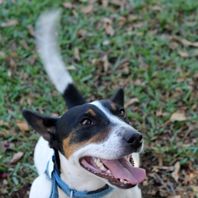 Corgi Rescue Dogs Nsw Corgi Rescue Dogs Nsw