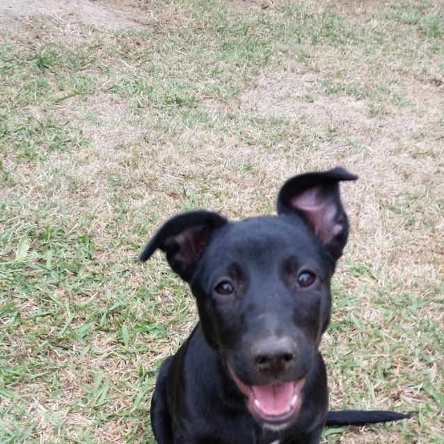 Penny Medium Female Koolie x Labrador in VIC PetRescue