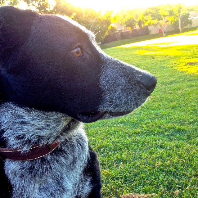 Barney (Qld) - Medium Male Affenpinscher x Australian  