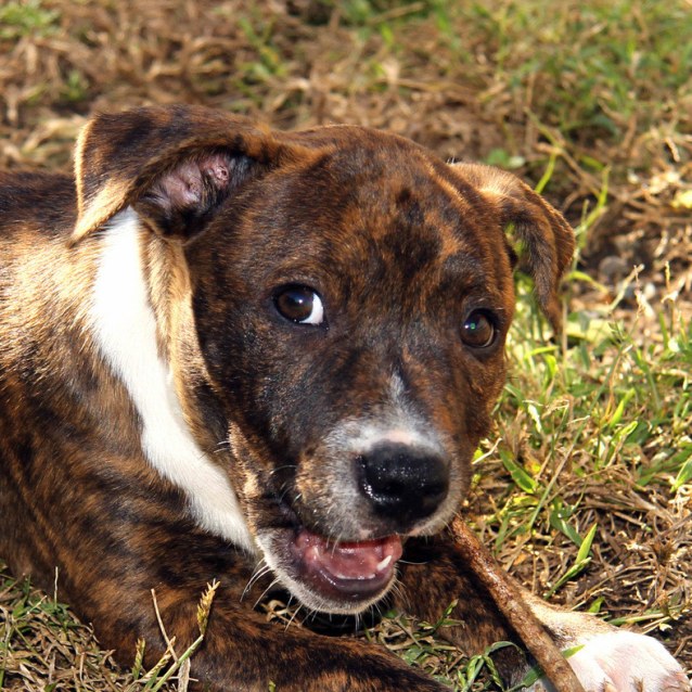 Found Dog Rescue Newcastle Found Dog Rescue Newcastle