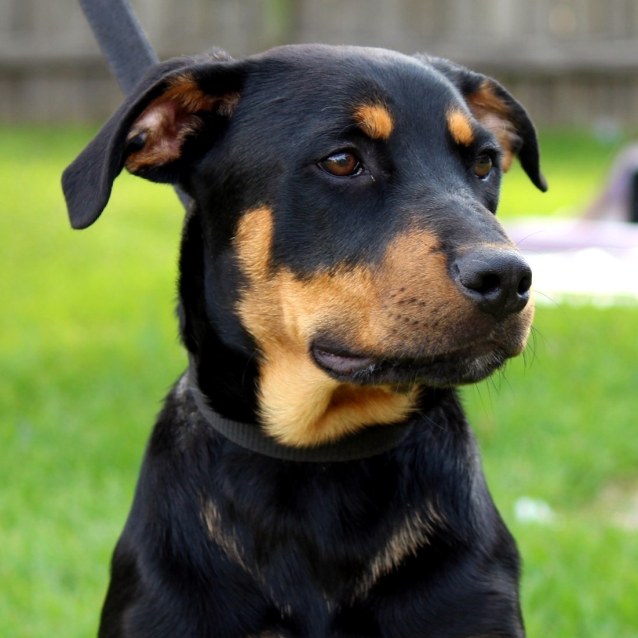 Angus - Large Male Kelpie x Rottweiler Mix in NSW - PetRescue