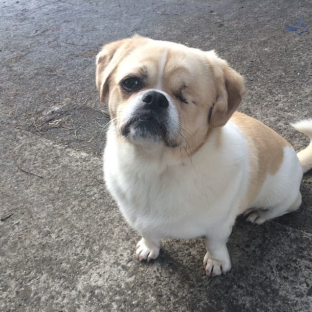pug rescue nsw monty small pug mix in nsw petrescue pug rescue nsw monty small pug mix in nsw petrescue