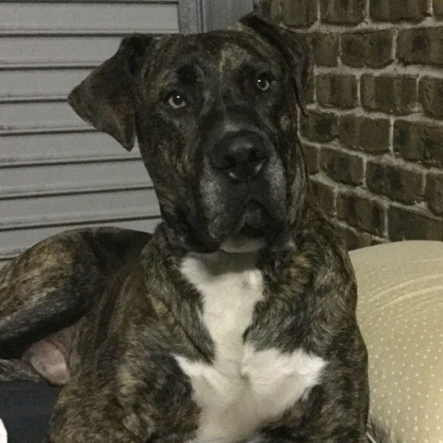 Hugo Bull Arab x Mastiff Large Male Bull Arab x Mastiff in NSW PetRescue