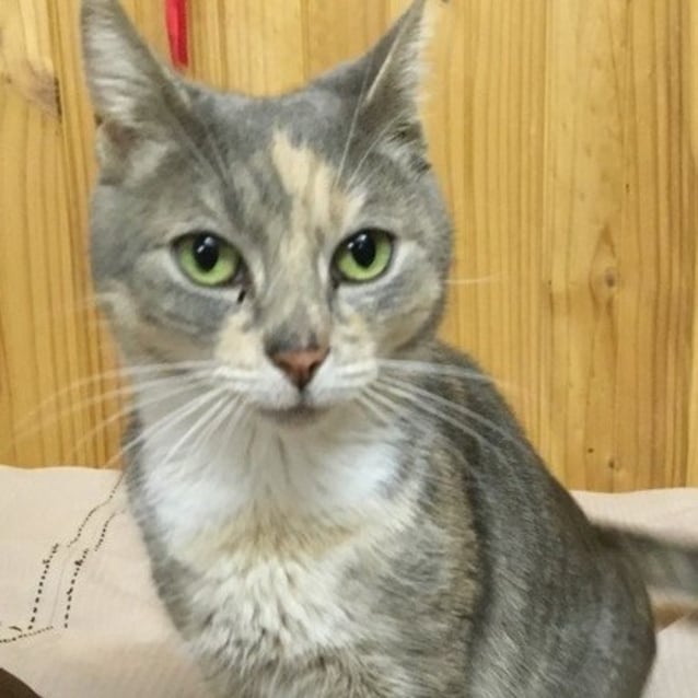 Joy (Located in Yarraville) Female Domestic Short Hair in VIC PetRescue