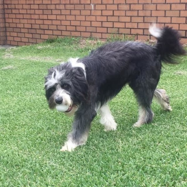 Border Collie Mix Shih Tzu