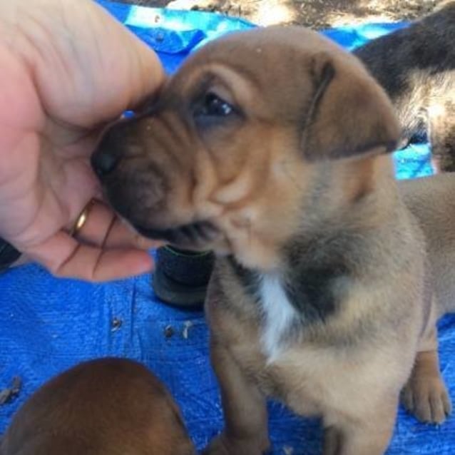 rottweiler rescue qld nala large rottweiler mix in qld petrescue rottweiler rescue qld nala large rottweiler mix in qld petrescue