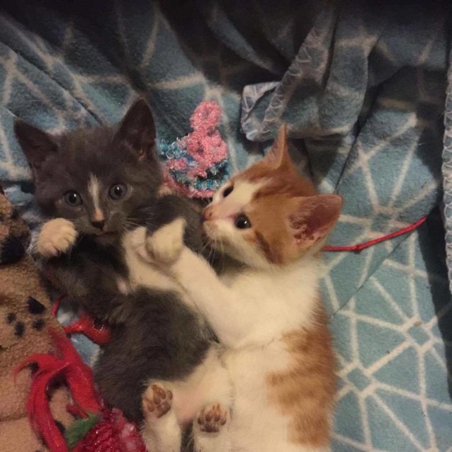 tiny paws small rescue small paws rescue donate autos post tiny paws small rescue small paws rescue donate autos post