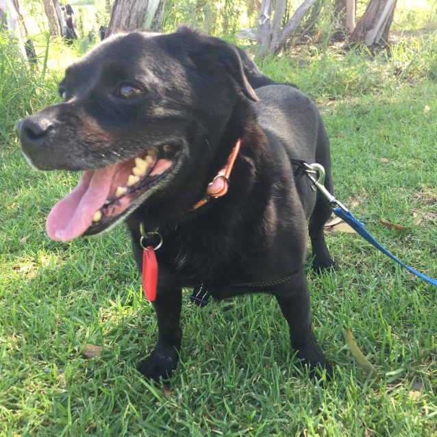 perth pug rescue max small pug mix in wa petrescue perth pug rescue max small pug mix in wa petrescue