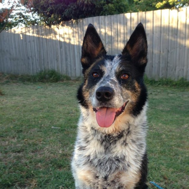 Lainie - Medium Female Smithfield Cattle Dog Mix in VIC - PetRescue