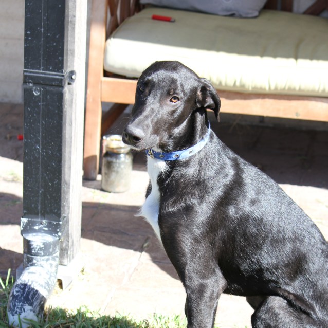Mojo Large Male Staghound x Irish Wolfhound x Great Dane x Greyhound Mix in VIC PetRescue