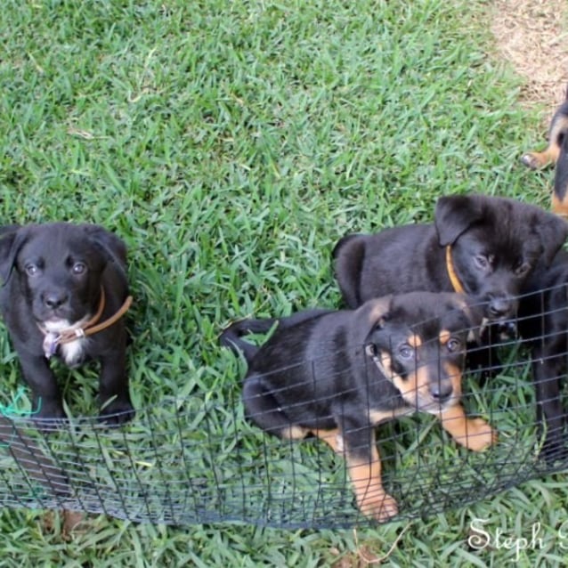 rottweiler rescue qld snoopy large australian cattle x rottweiler in qld petrescue rottweiler rescue qld snoopy large australian cattle x rottweiler in qld petrescue