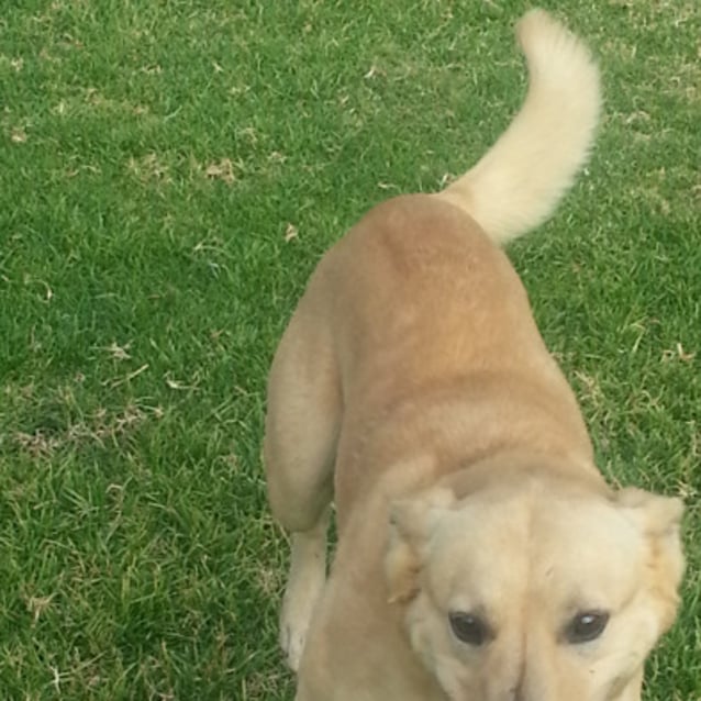 Dusty Medium Male Golden Retriever x Kelpie in WA PetRescue