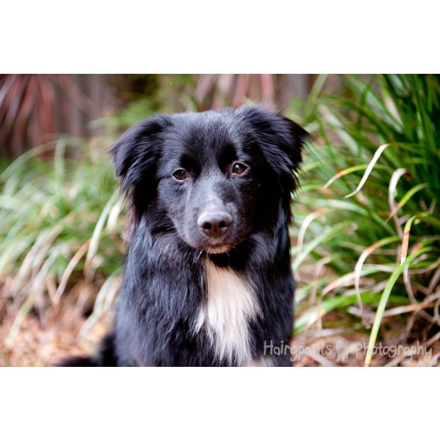 small collie cross