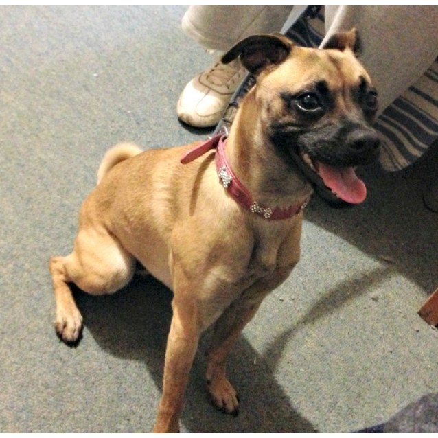 Scarlett Small Female Pug X Whippet Dog In Vic Petrescue