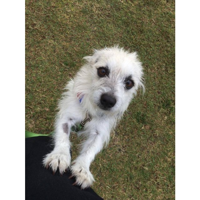 Prancer Small Male Chihuahua X Jack Russell Terrier X Maltese Mix Dog In Qld Petrescue