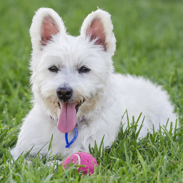 Penny 5yo Westie X Girl On Trial 5 11 16 Small Female West Highland White Terrier Mix Dog In Nsw Petrescue