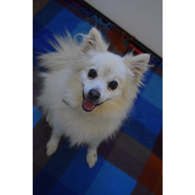 Tina Small Female Pomeranian X Japanese Spitz Mix Dog In Qld Petrescue