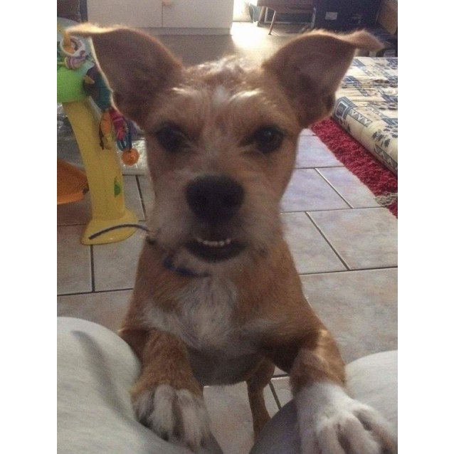 Scrappy Small Male American Staffordshire Terrier X Maltese X Norfolk Terrier X Poodle Mix Dog In Qld Petrescue Scrappy Small Male American Staffordshire Terrier X Maltese X Norfolk Terrier X Poodle Mix Dog In Qld Petrescue