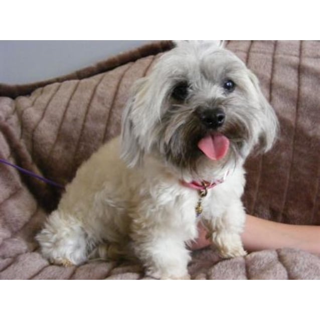 Mitzy Small Female Maltese X Silky Dog In Nsw Petrescue