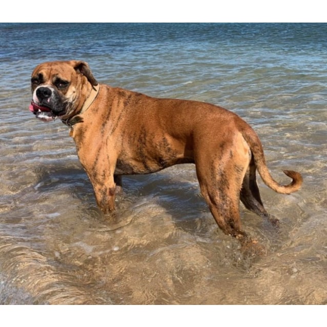Brax Medium Male Mixed Breed Dog In Wa Petrescue