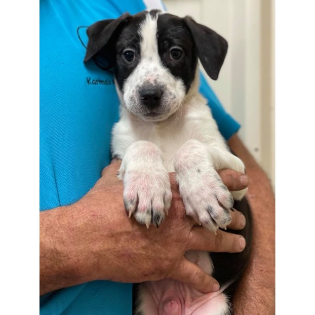 Snoopy Medium Male Mixed Breed Dog In Qld Petrescue