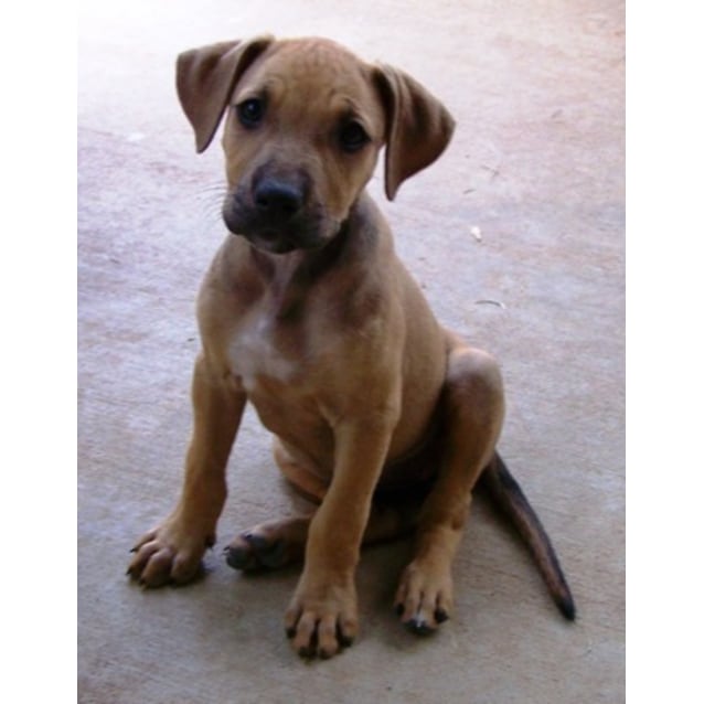 bullmastiff x staghound