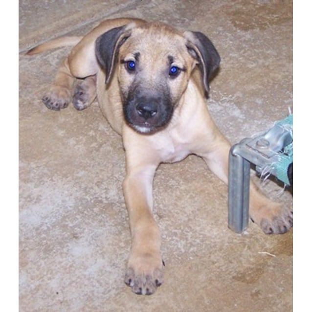 bullmastiff x staghound