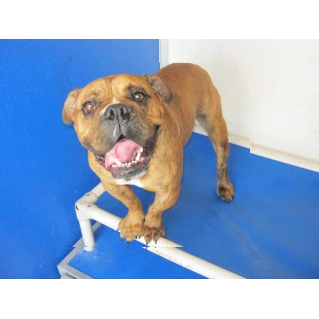 Chops Medium Male Aussie Bulldog Dog in NSW PetRescue