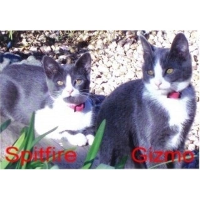 Spitfire And Gizmo Female Dsh Cat In Nsw Petrescue