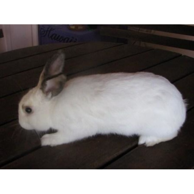 Bubbles R009 Adopted Male Rabbit Cat In Wa Petrescue