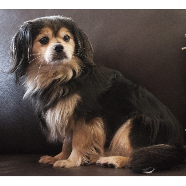 Maisy Small Female Tibetan Spaniel Mix Dog in VIC PetRescue Maisy Small Female Tibetan Spaniel Mix Dog in VIC PetRescue