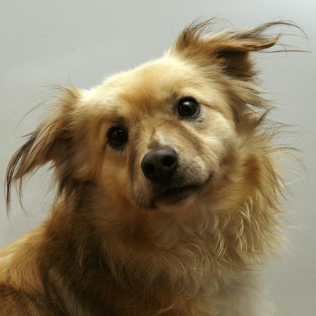 sheltie x pomeranian