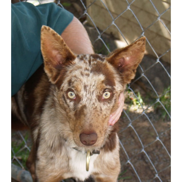 Didee Medium Female Australia Koolie Dog in NSW PetRescue
