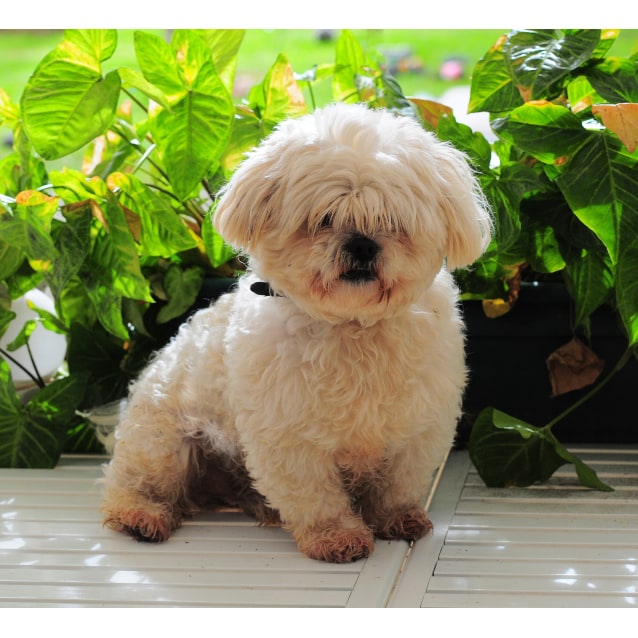 Burt Small Male Maltese X Shihtzu Dog In Wa Petrescue