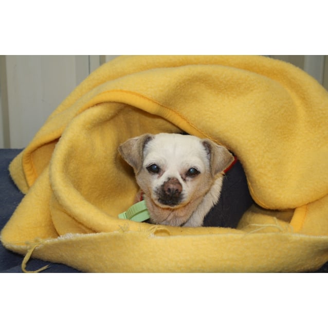 Sausage Small Male Chihuahua Mix Dog in NSW PetRescue