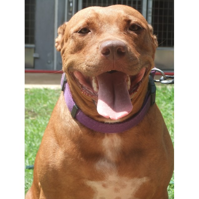 pitbull staffy cross pictures