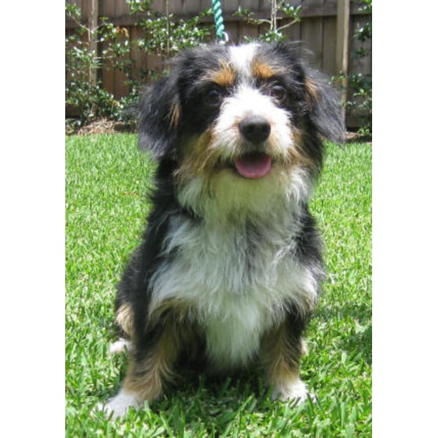 cavalier bernese mix