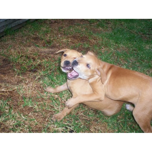 Olive Medium Female Lab Xxxxxx Mix Dog in NSW PetRescue