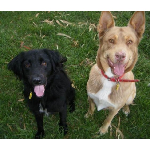 cocker spaniel cross kelpie