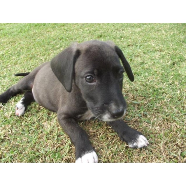 bull arab cross labrador