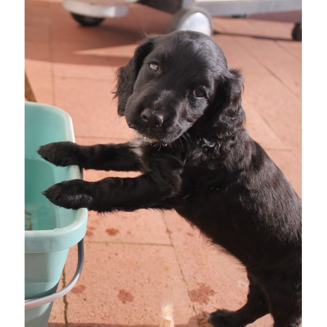 cocker spaniel cross kelpie