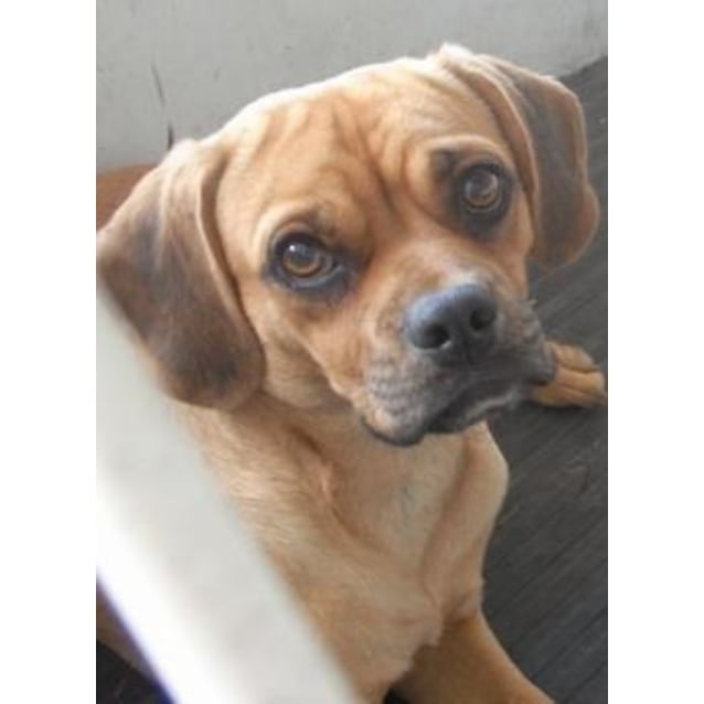 Urgent Foster Two Best Mates Are In Trouble Large Male Long