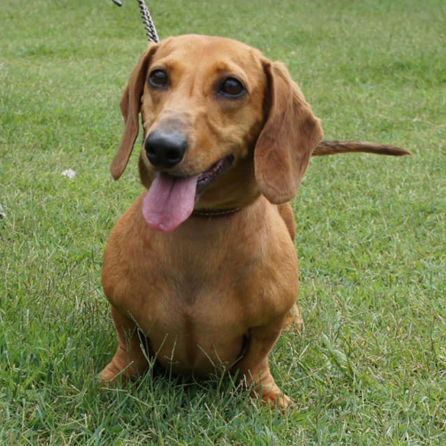 male dachshund
