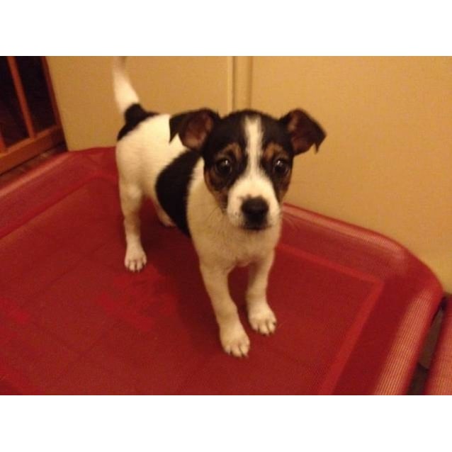 Abby On Hold Medium Female Chihuahua X Foxy Dog In Nsw Petrescue