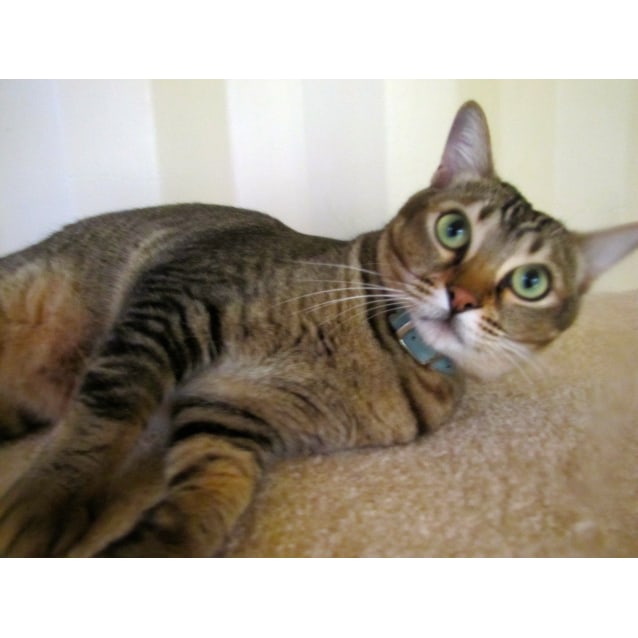 Zen Female Bengal X Burmese Cat In Nsw Petrescue