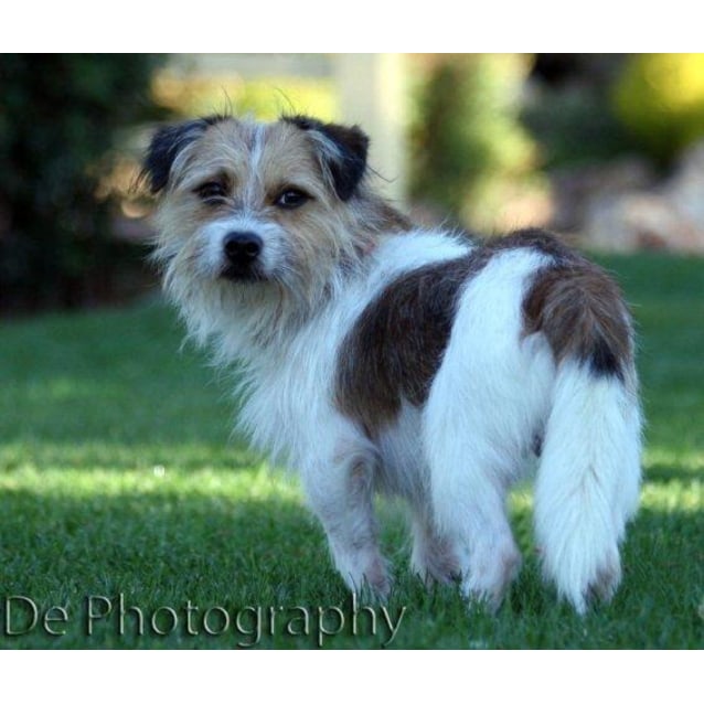 Scruffy Small Male Wire Haired Jack Russell Mix Dog in ACT PetRescue