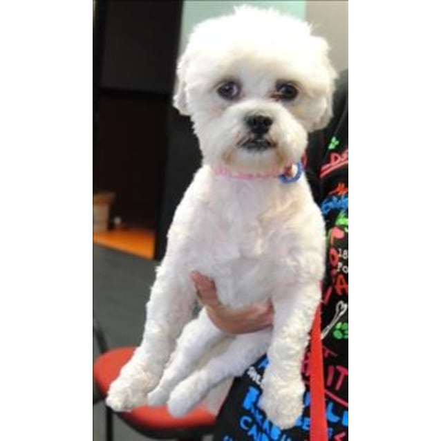 Roxy - Small Female Maltese x Shih Tzu Dog in QLD - PetRescue
