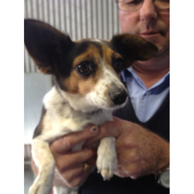 small terrier mix dogs